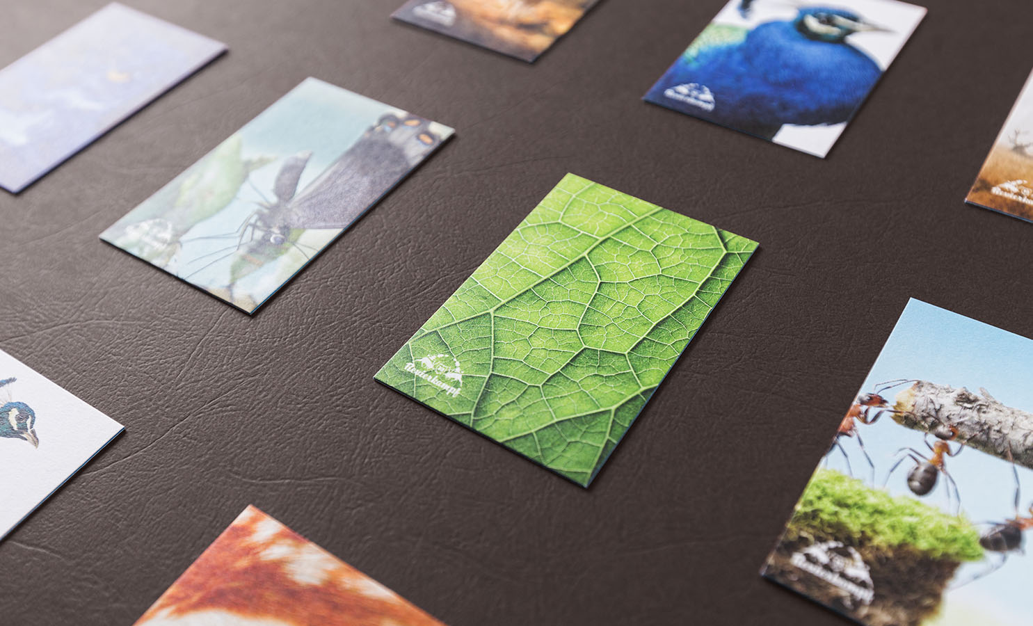 Revierkampf_Visitenkarten